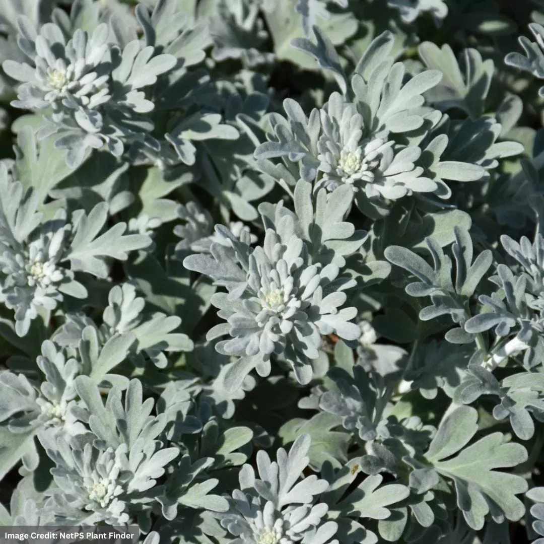 Wormwood (Artemisia) – Silver Brocade – #1 Container
